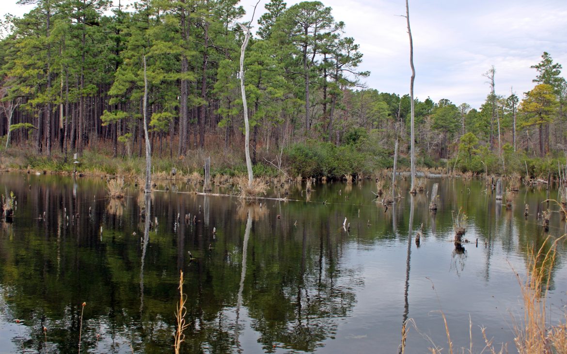 Carolina Sandhills National Wildlife Refuge