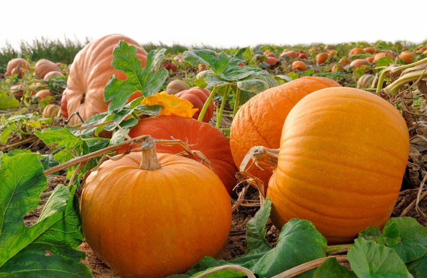 Hello, ‘Gourd-ous!’ Life Lessons From the Pumpkin Patch