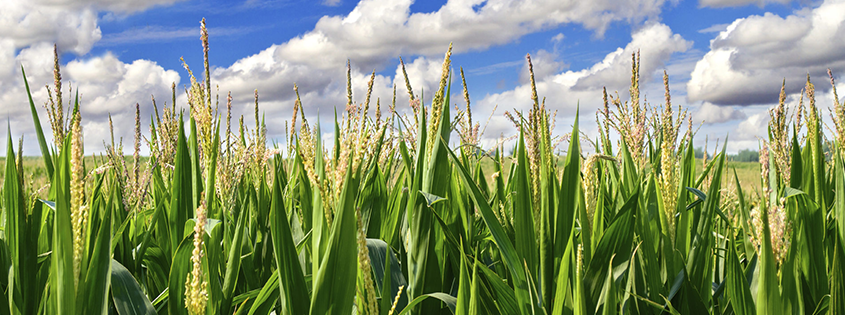 Field of Dreams