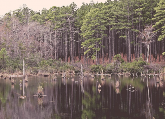 Carolina Sandhills National Wildlife Refuge