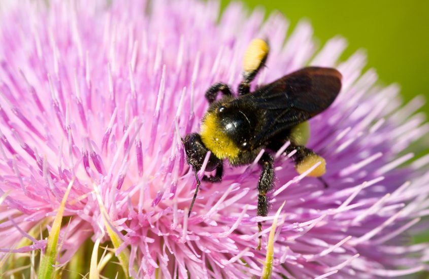 Pollen: Why we can’t stand it, and we can’t live without it