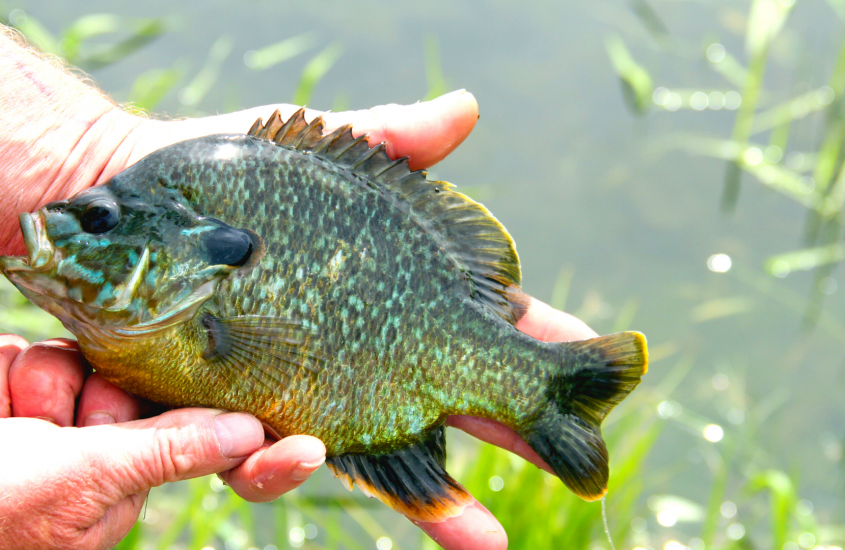 tips on pond stocking